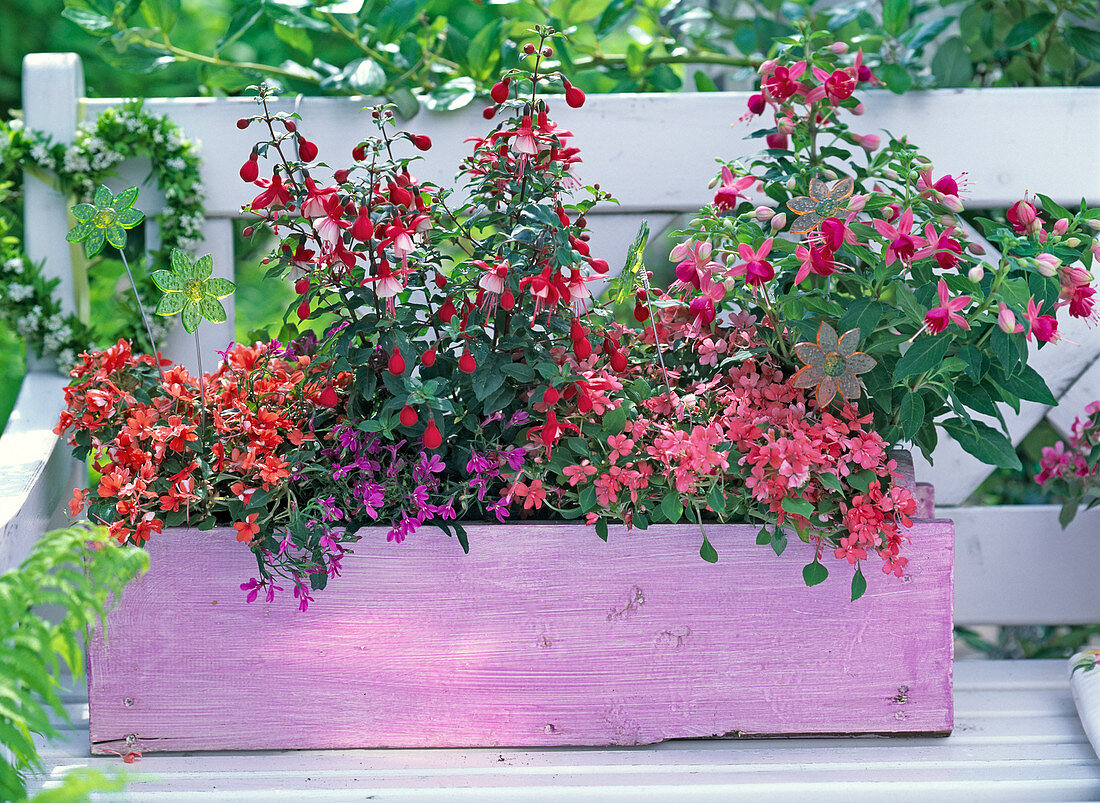 Plant pink wooden box