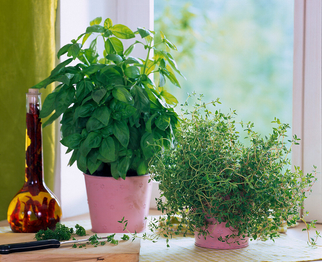 Ocimum (Basilikum), Thymus (Thymian)