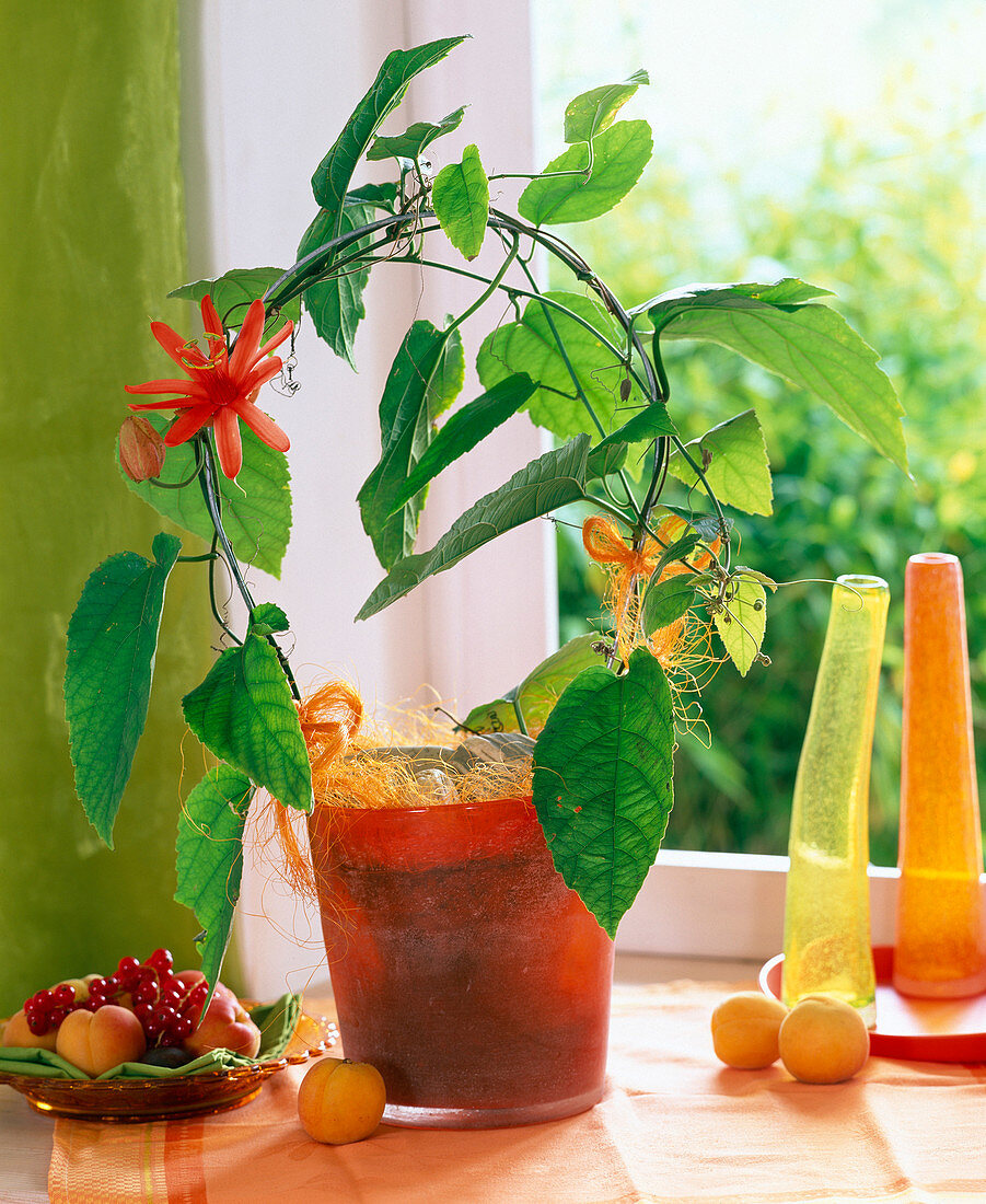 Passiflora coccinea (Red Passionflower)