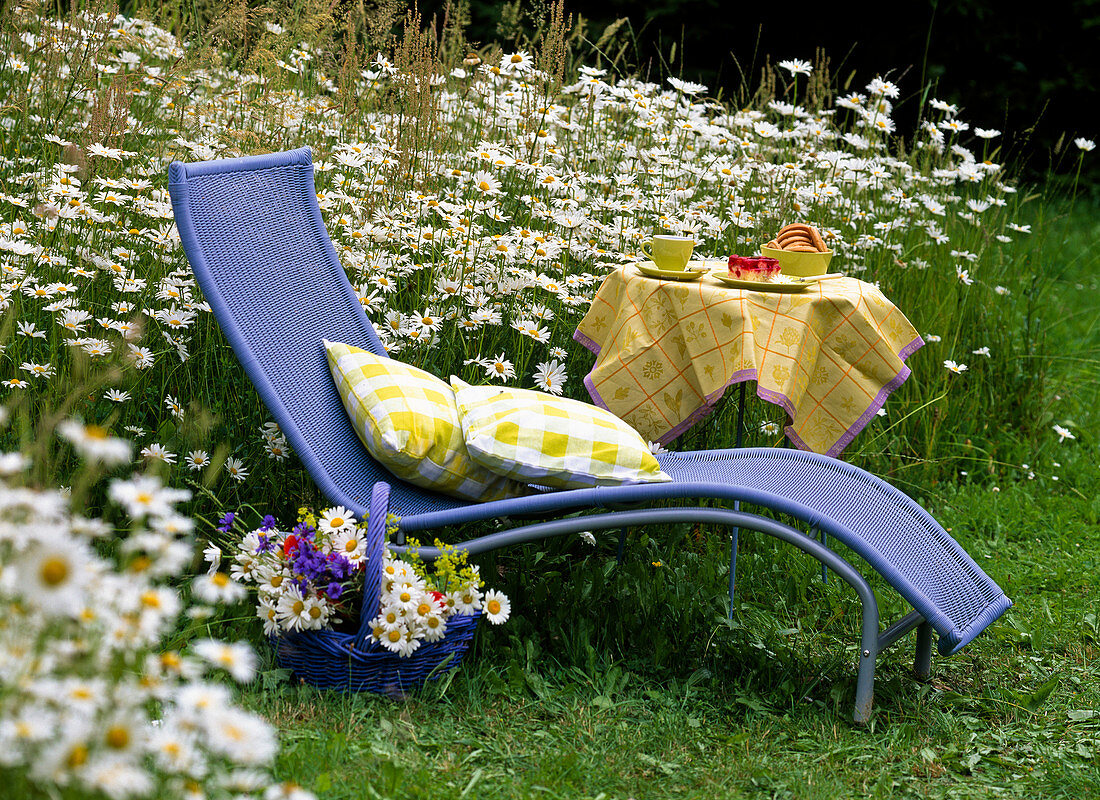 Deck chair next to Leucanthemum (daisy meadow)