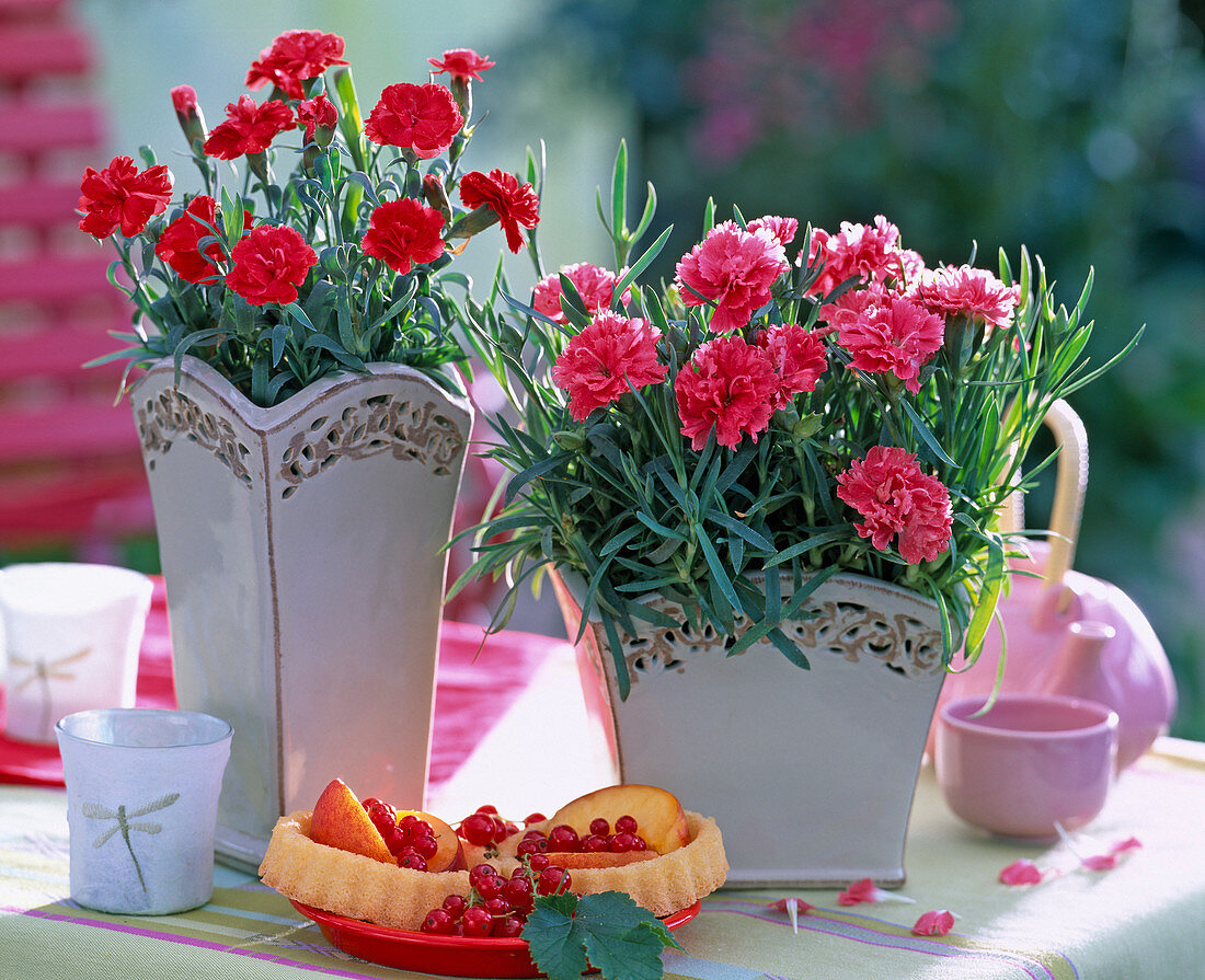 Dianthus caryophyllus (Country Carnation)