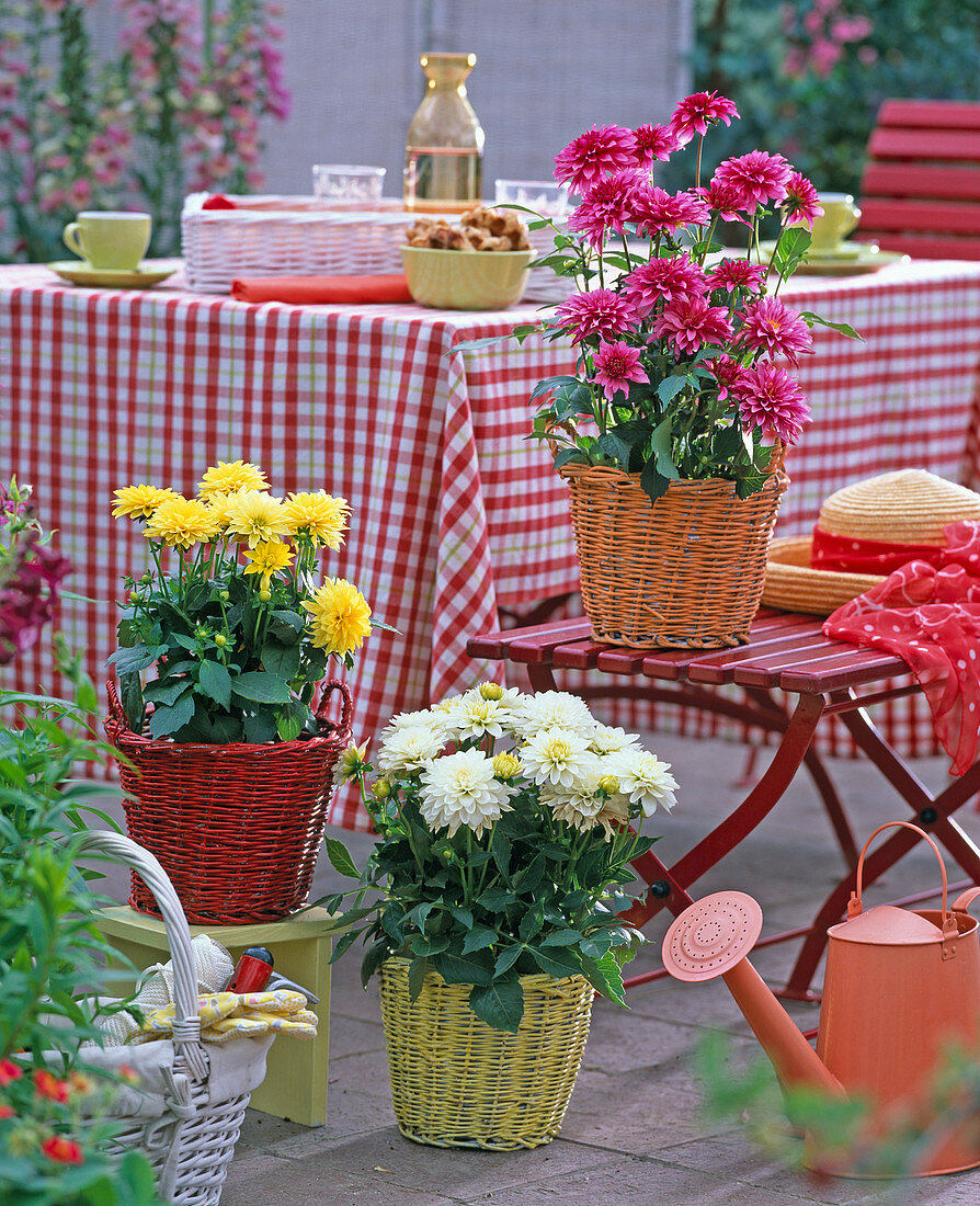 Dahlia (Dahlia), white, yellow and pink