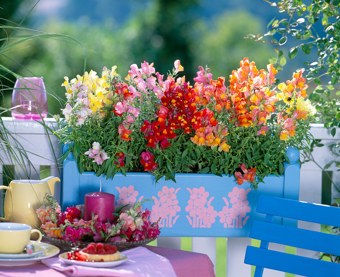 Blauer Kasten mit Antirrhinum (Löwenmäulchen)