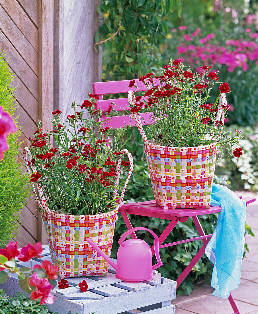 Dianthus 'Dynasty Red' (Carnation)