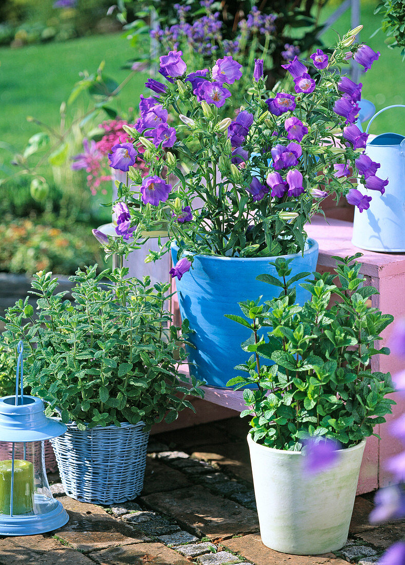 Campanula medium (Lady's bellflower)