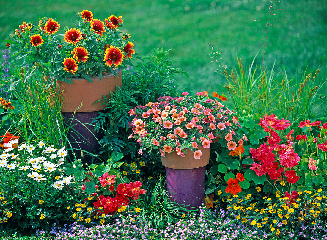 Gaillardia 'Arizona Sun' (cockade flower)