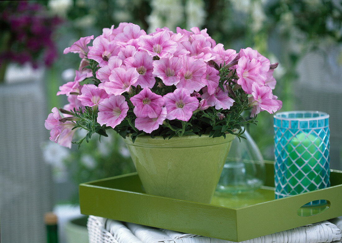 Petunia Sylvana 'Softrose' (Petunia)