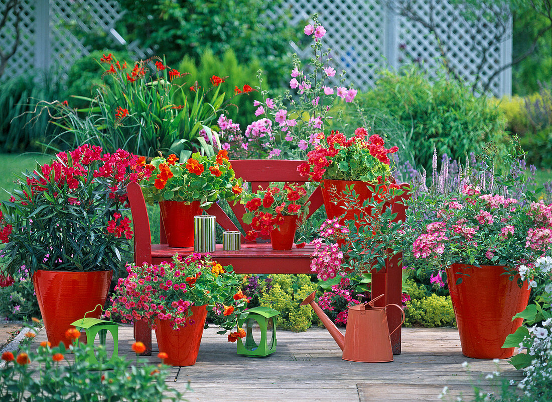 Nerium (Oleander), Calibrachoa (Zauberglöckchen)