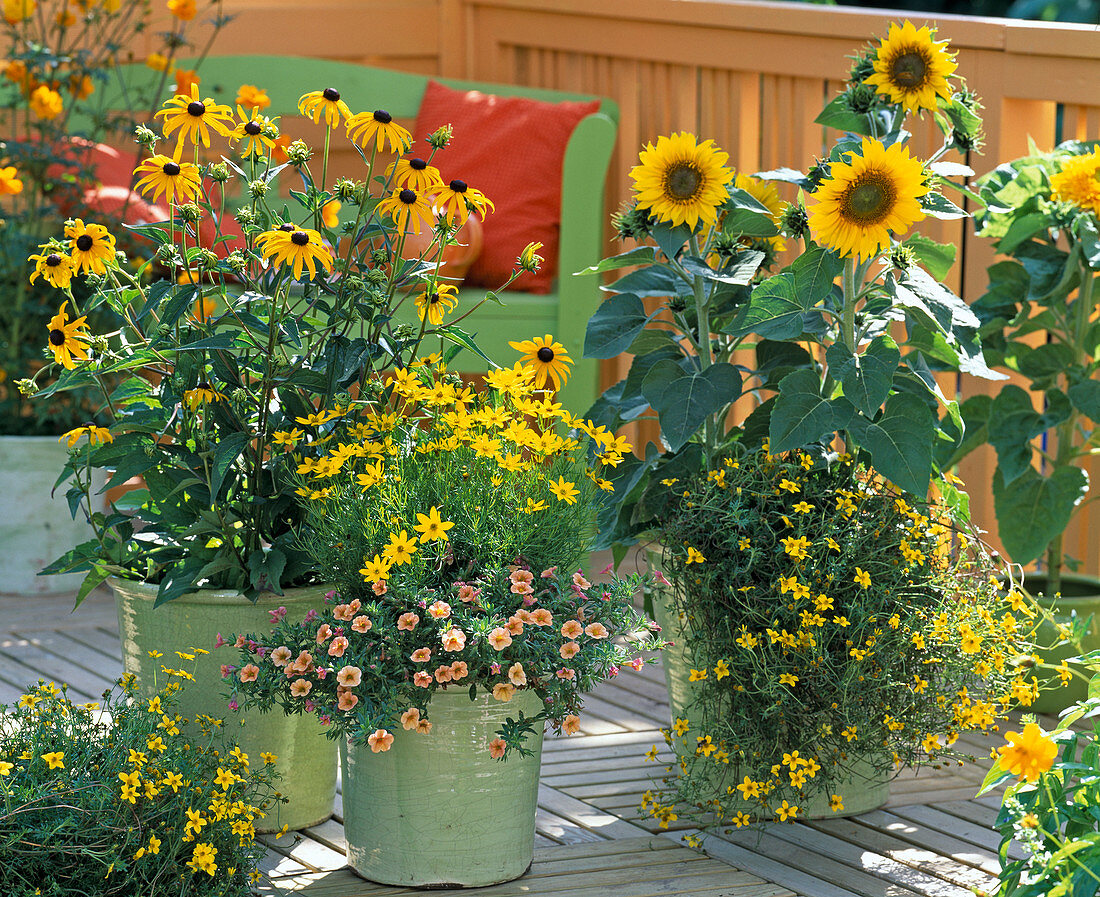 Helianthus (sunflower), Coreopsis (girl's eye)