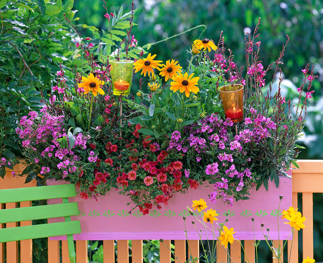 Diascia (Elfensporn), Rudbeckia hirta (Sonnenhut)