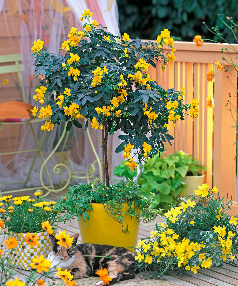 Cassia corymbosa (Gewürzrinde), Hedera (Efeu)