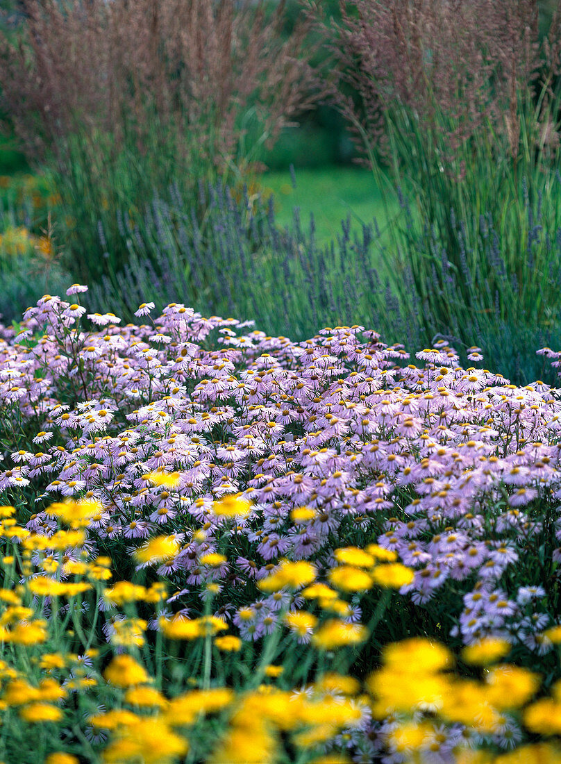 Aster amellus (Mountain Aster)