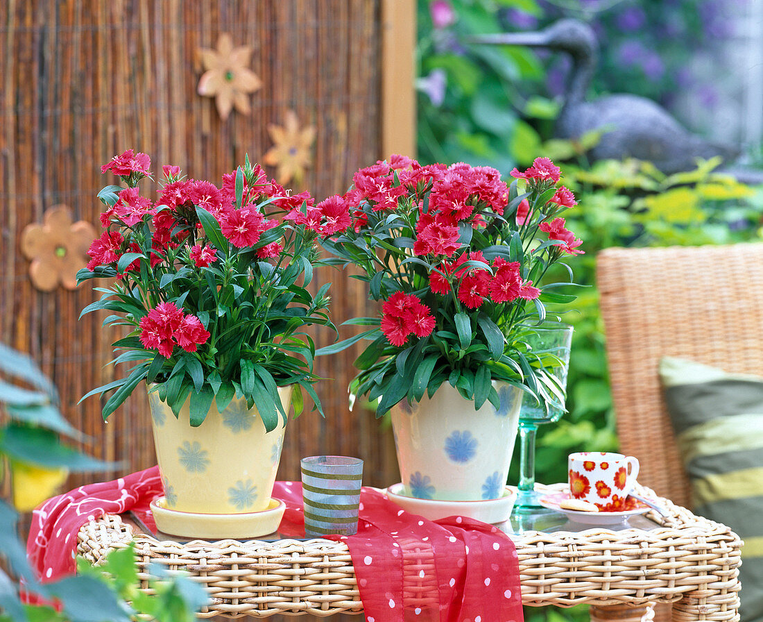 Dianthus chinensis (cloves)