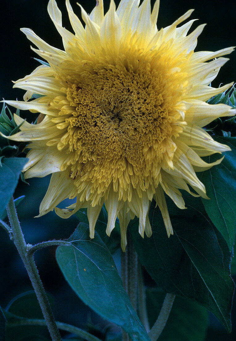 Helianthus annuus Starburst 'Lemon Aura' (pollen-free sunflower)