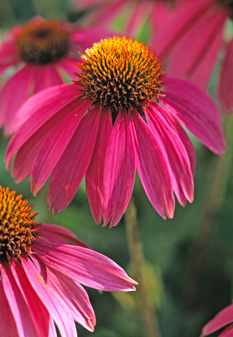 Echinacea purpurea (Red coneflower)