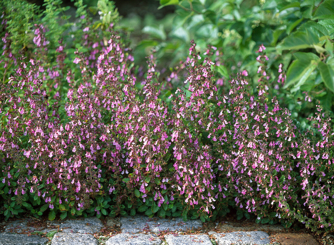 Teucrium chameaedrys (Gamander)