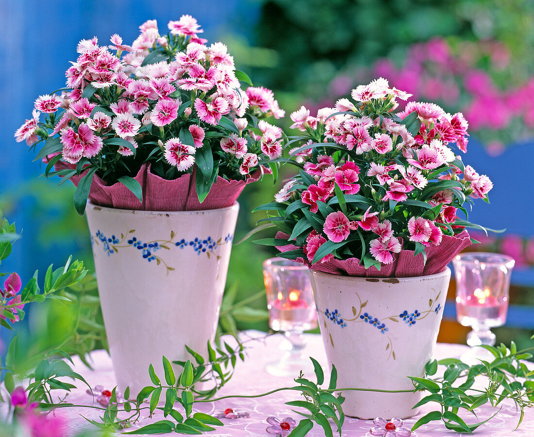 Dianthus 'Dynasty Mix' (Carnation)