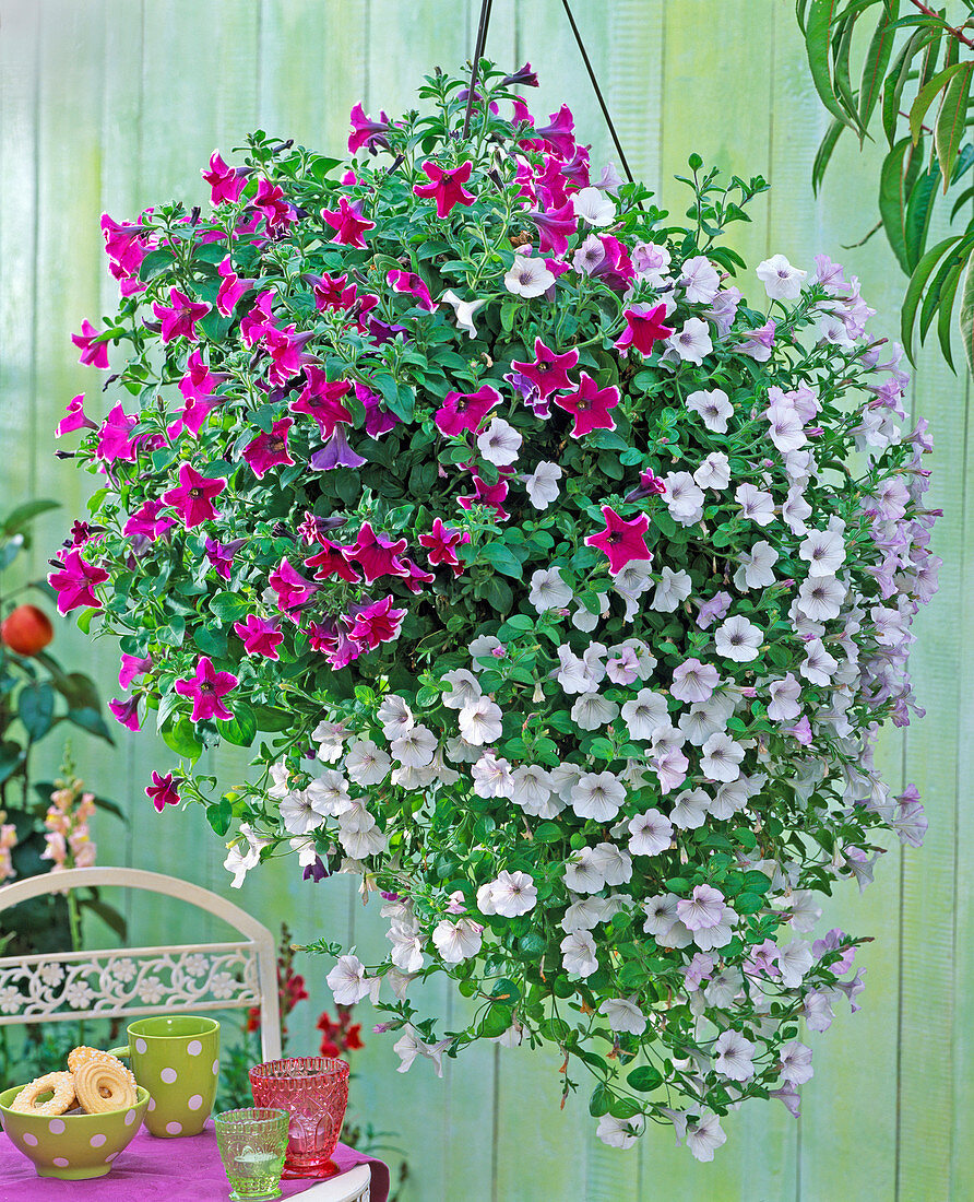 Petunia Sylvana 'Queen', 'Calimero' 'White' (Petunia)