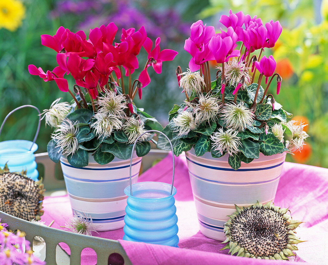 Cyclamen persicum (cyclamen) in red felt pot