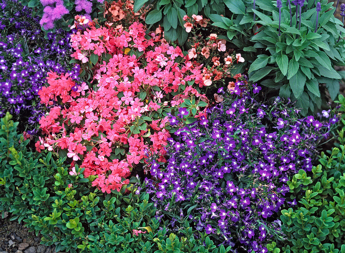 Lobelia 'Laguna' (Man's Trefoil)