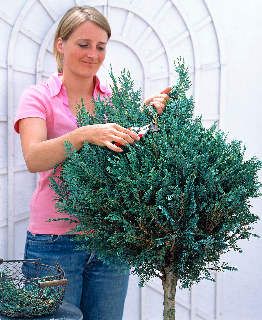 Chamaecyparis Col. 'glauca' (Blue columnar cypress)