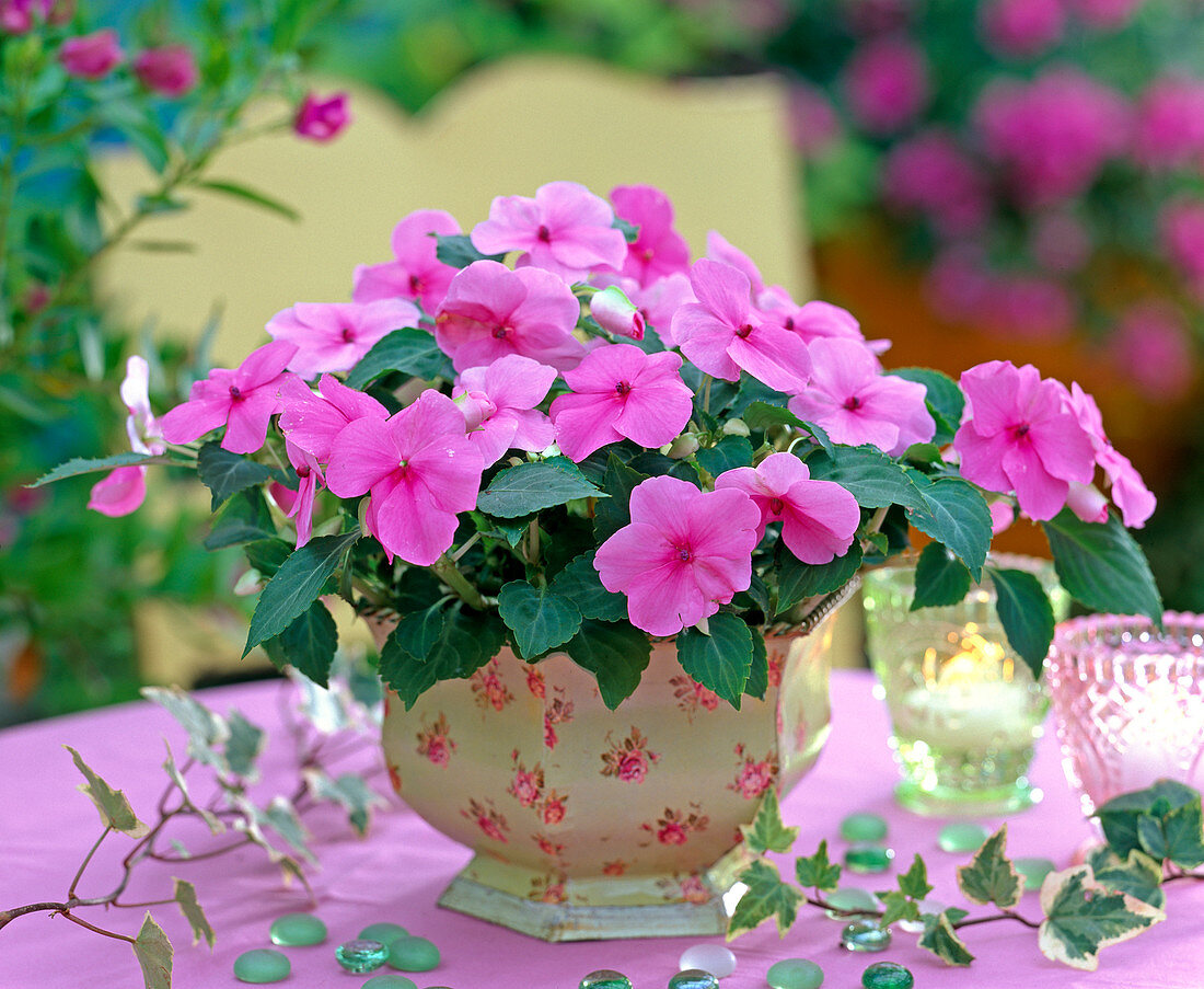 Impatiens Desire 'Rose' (Fleissiges Lieschen)