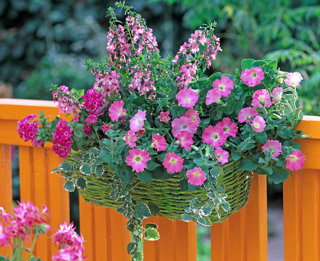 Petunia Wave ' Shell Pink ' (Hängepetunie)