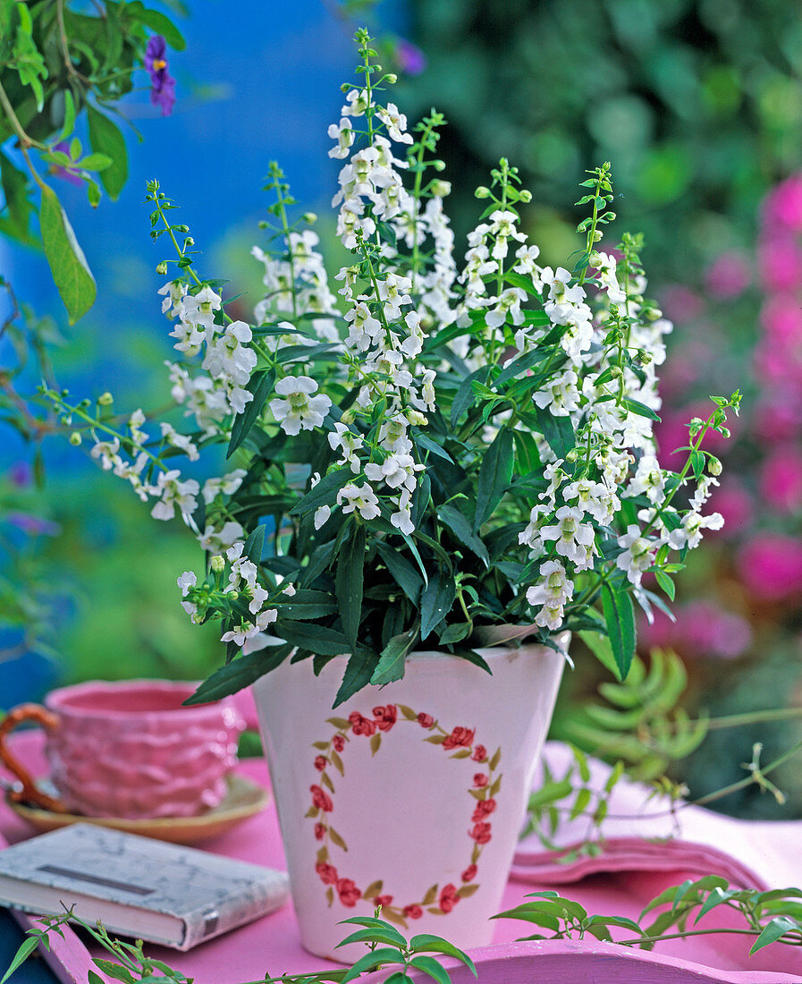 Angelonia Serena ' White ' (Engelsgesicht)