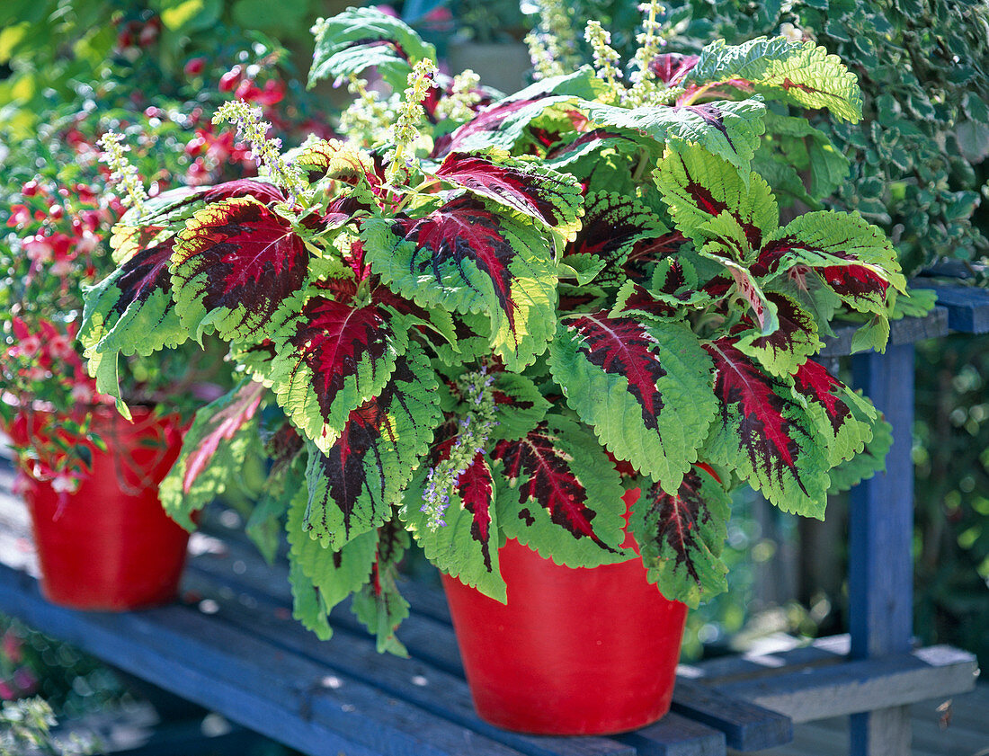 Coleus Kong 'Rose' (stinging nettle)