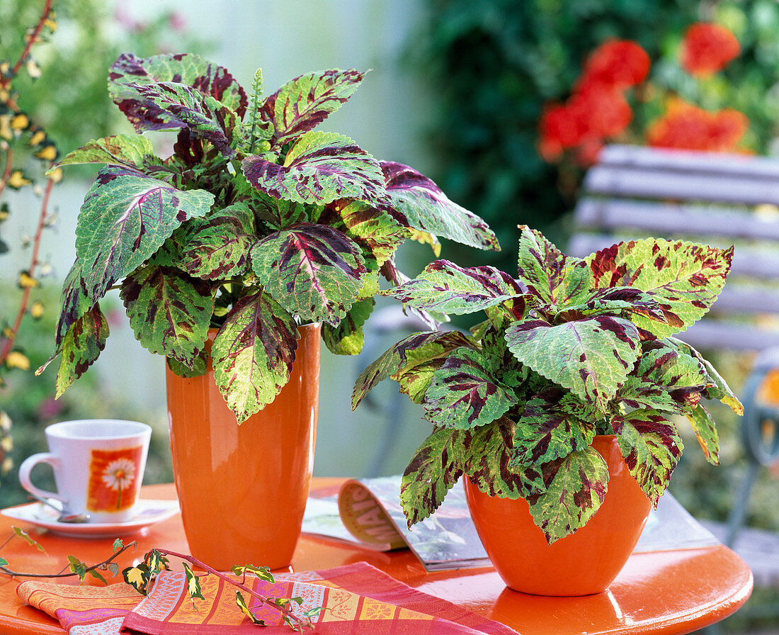 Coleus Wizard 'Mosaic' (Coleus)