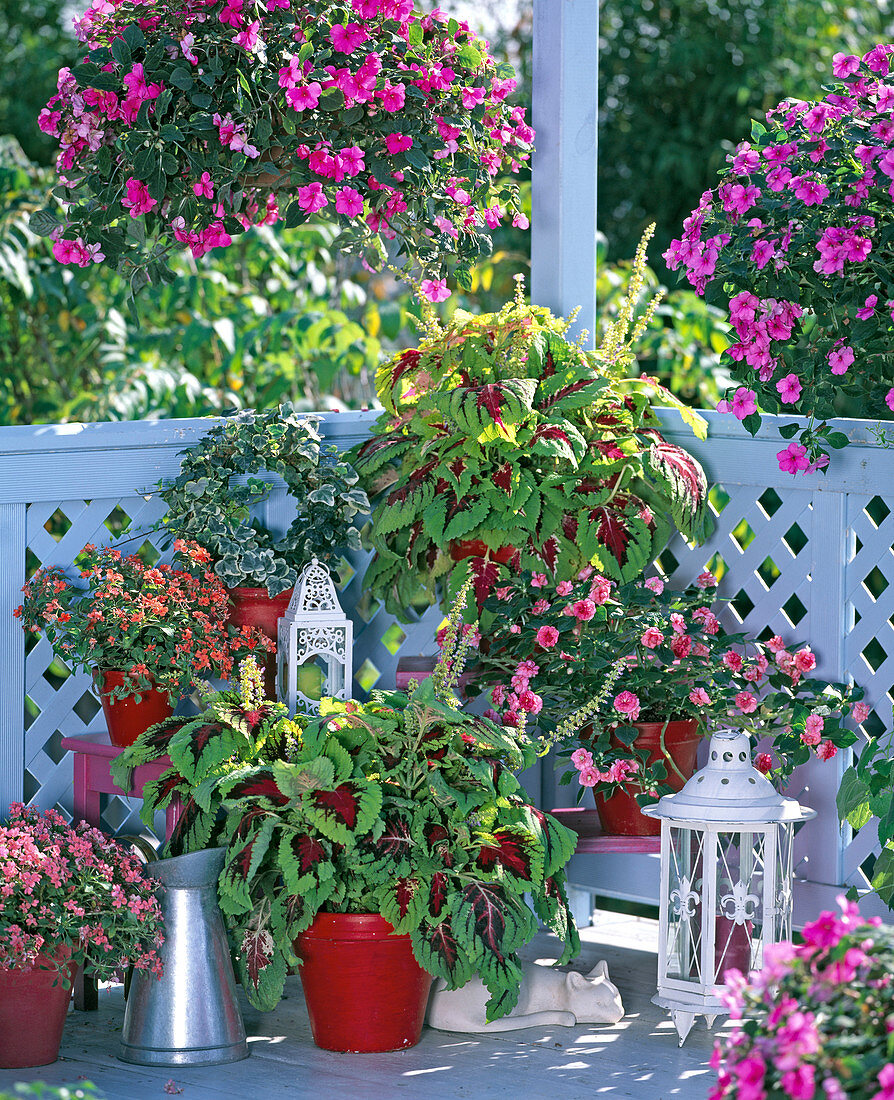 Coleus Kong ' Rose ' (Buntnessel)