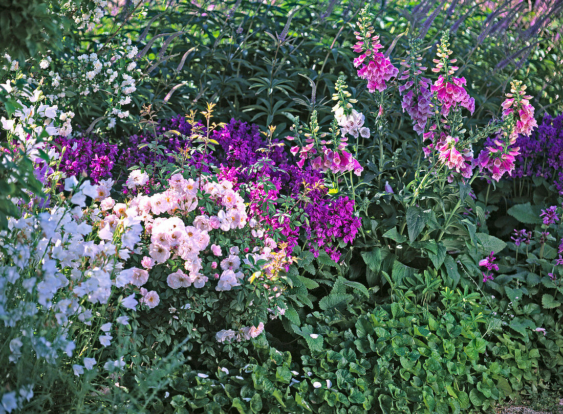 Pink (rose), Stachys (cistus)