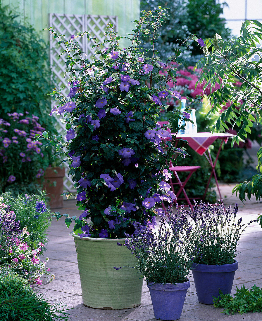 Thunbergia erecta (Sky flower)