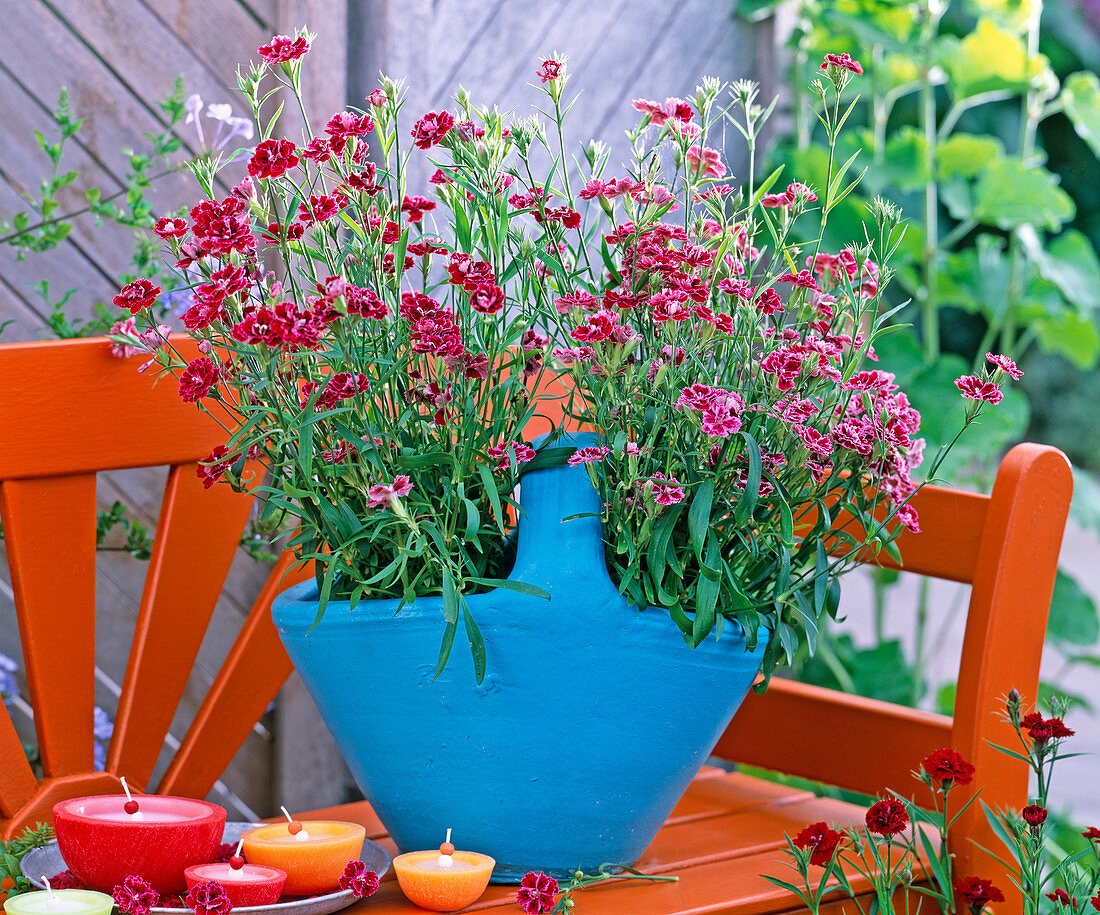 Blue bowl with Dianthus Dynasty 'Rose Lace' (carnations)