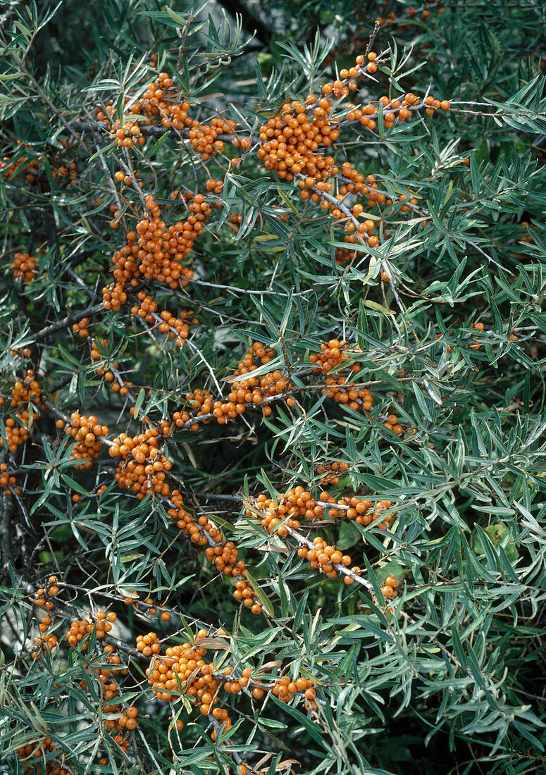 Hippophae rhamnoides (Sea buckthorn) with fruit