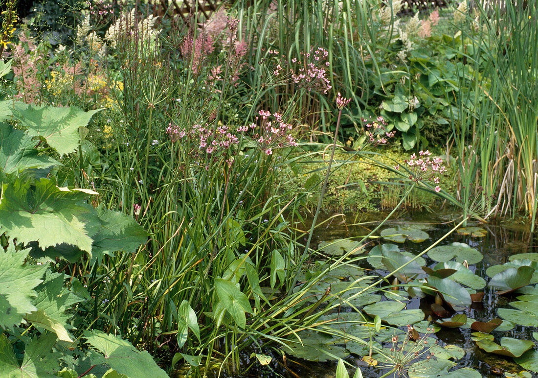 Naturnaher Teich mit Butomus umbellatus (Schwanenblume)