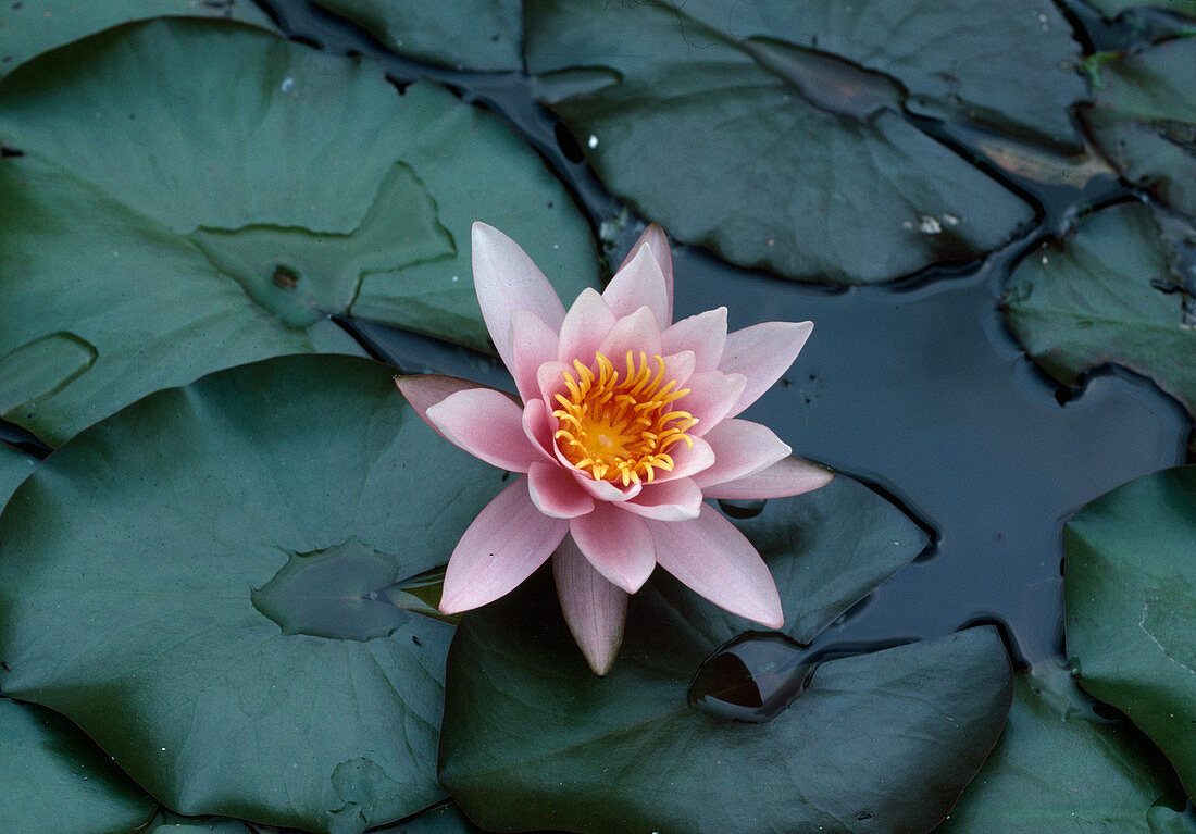 Nymphaea - Hybr. 'Mme Laydecker' (Seerose)