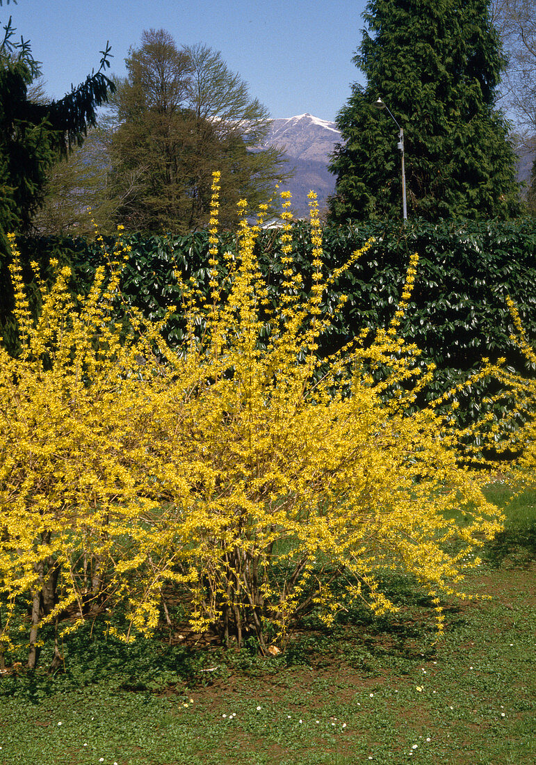 Forsythia intermedia 'Lynwood Gold' (Goldglöckchen)