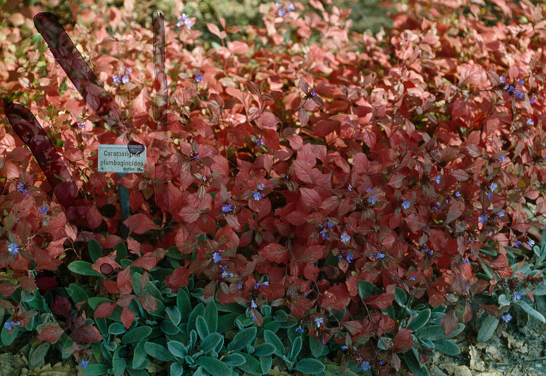 Ceratostigma plumbaginoides (Bleiwurz) in Herbstfärbung