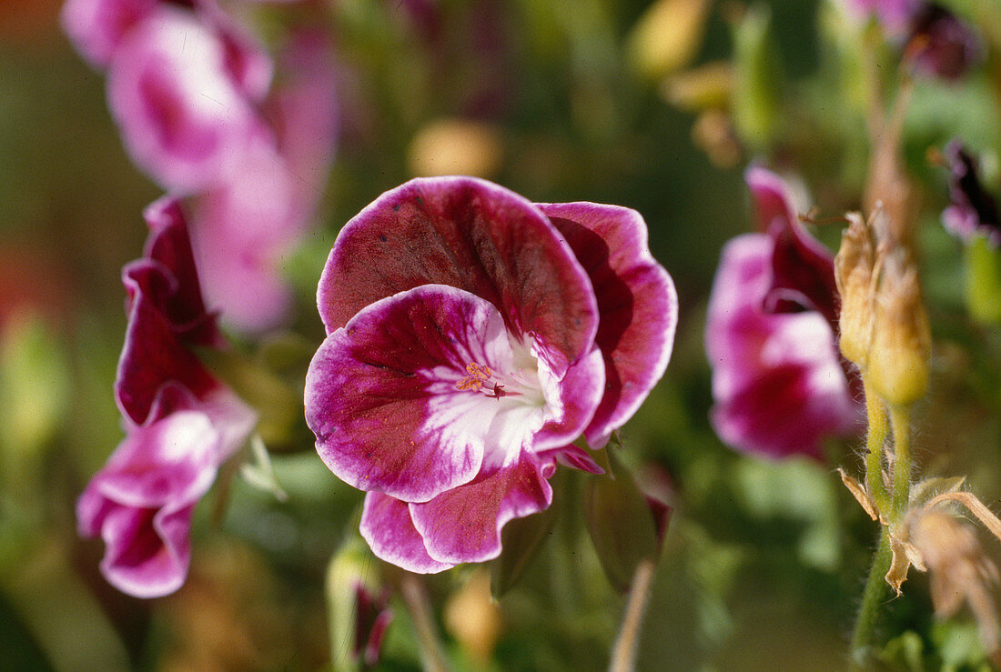 Pelargonium 'Sancho Panza' (Angel Geranium)