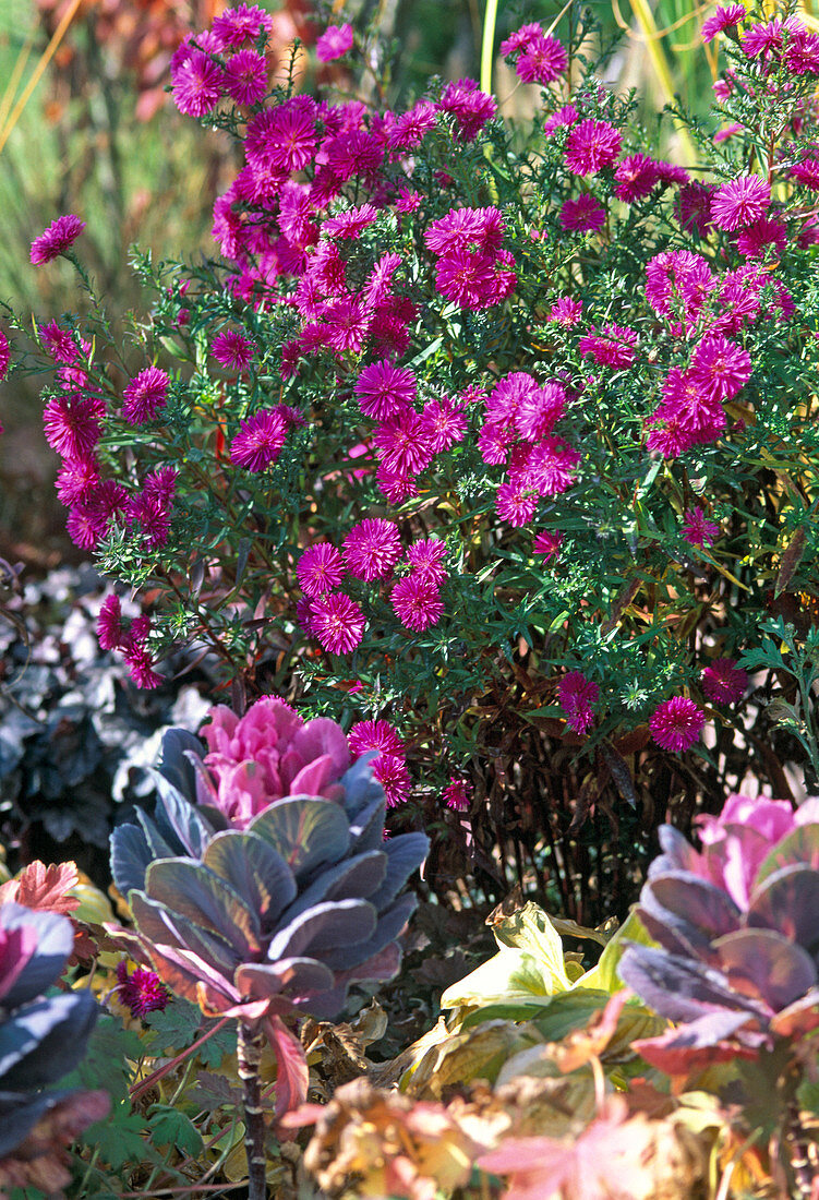 Aster novi-belgii 'Chequers' (Smooth-leaved aster)