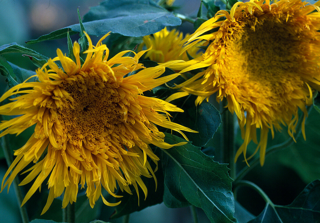 Helianthus annuus Starburst 'Aura' (pollenfreie Sonnenblume)