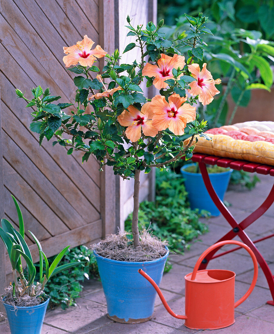 Hibiscus (Roseneibisch)