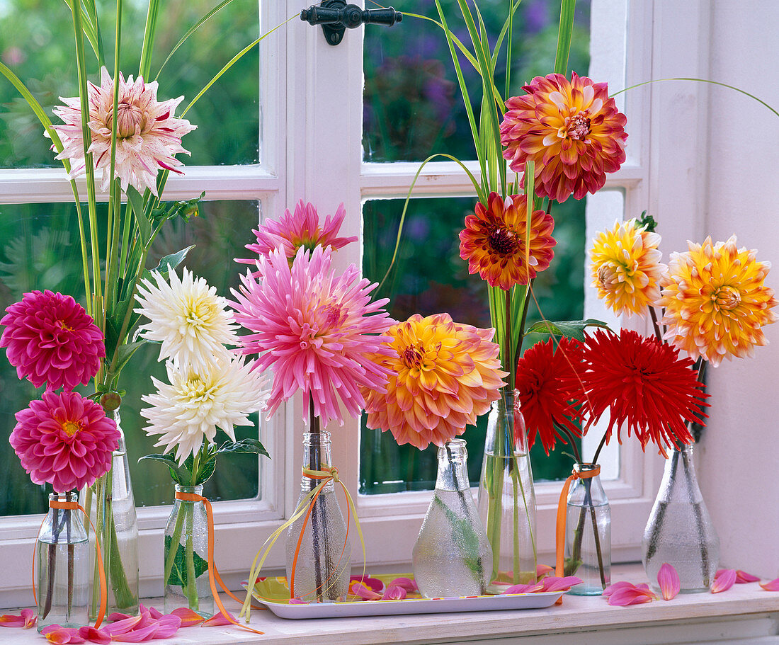 Dahlia (Dahlienblüten)