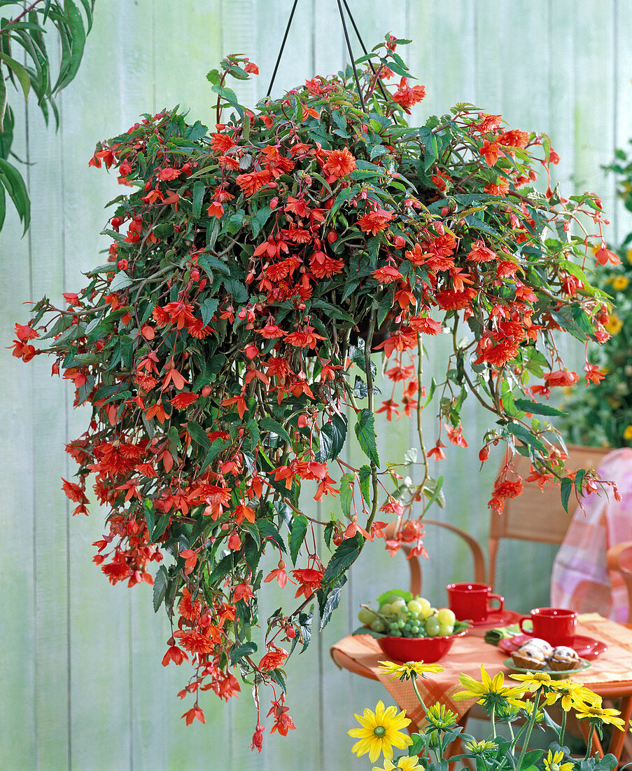 Begonia 'Illumination Orange' (Garland begonia)