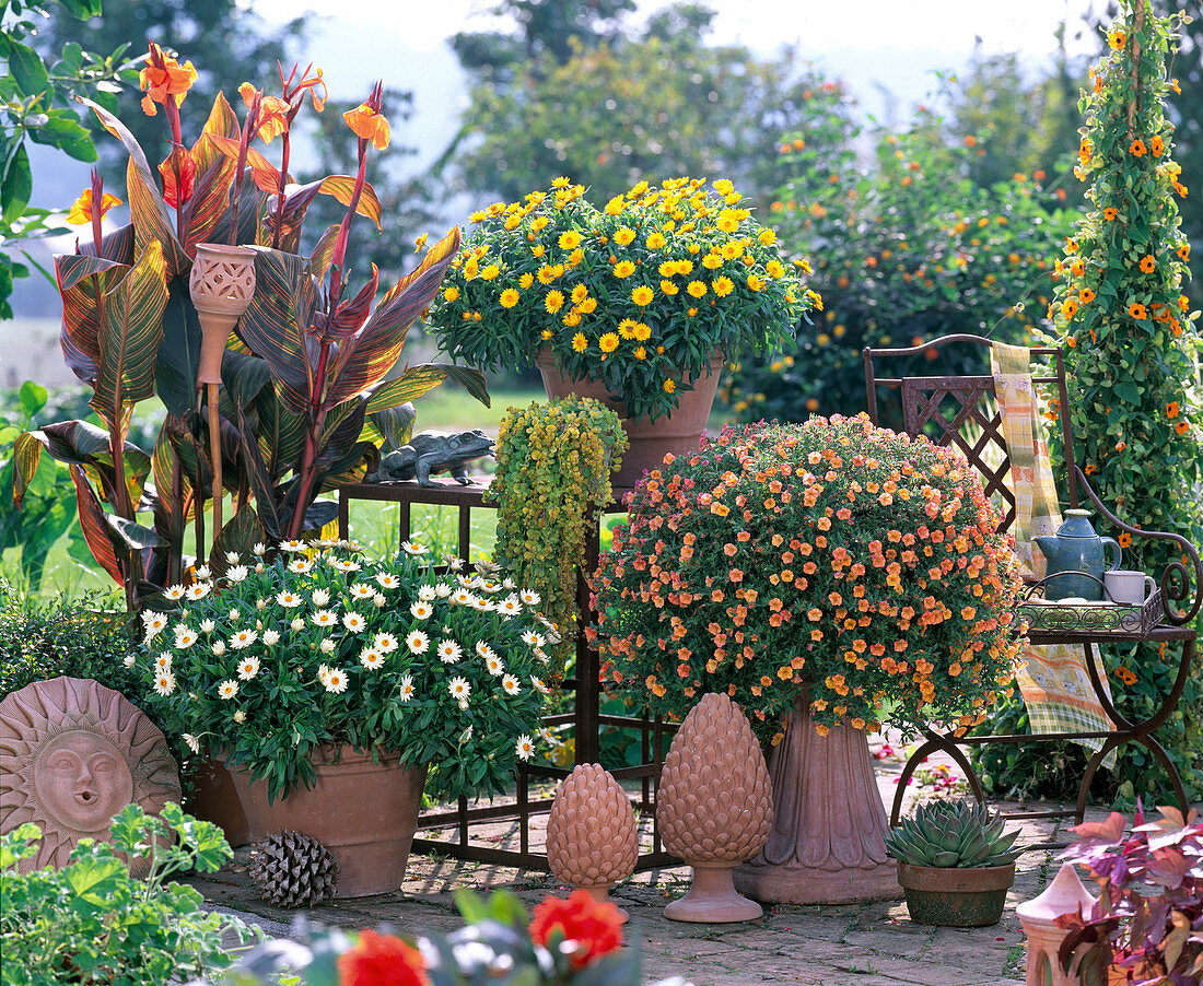 Calibrachoa Million Bells 'Golden Terracotta' (Zauberglöckchen)