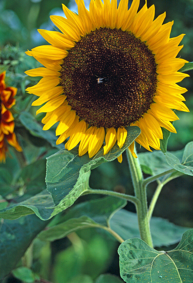 Helianthus annuus 'Sunrich Orange' (Pollenless Sunflower)