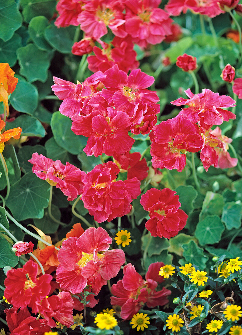 Tropaeolum 'Scarlet Gloss' (Filled Nasturtium)