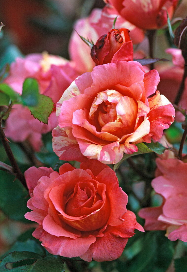 Rosa 'Paul Cezanne' (Painter's Rose)