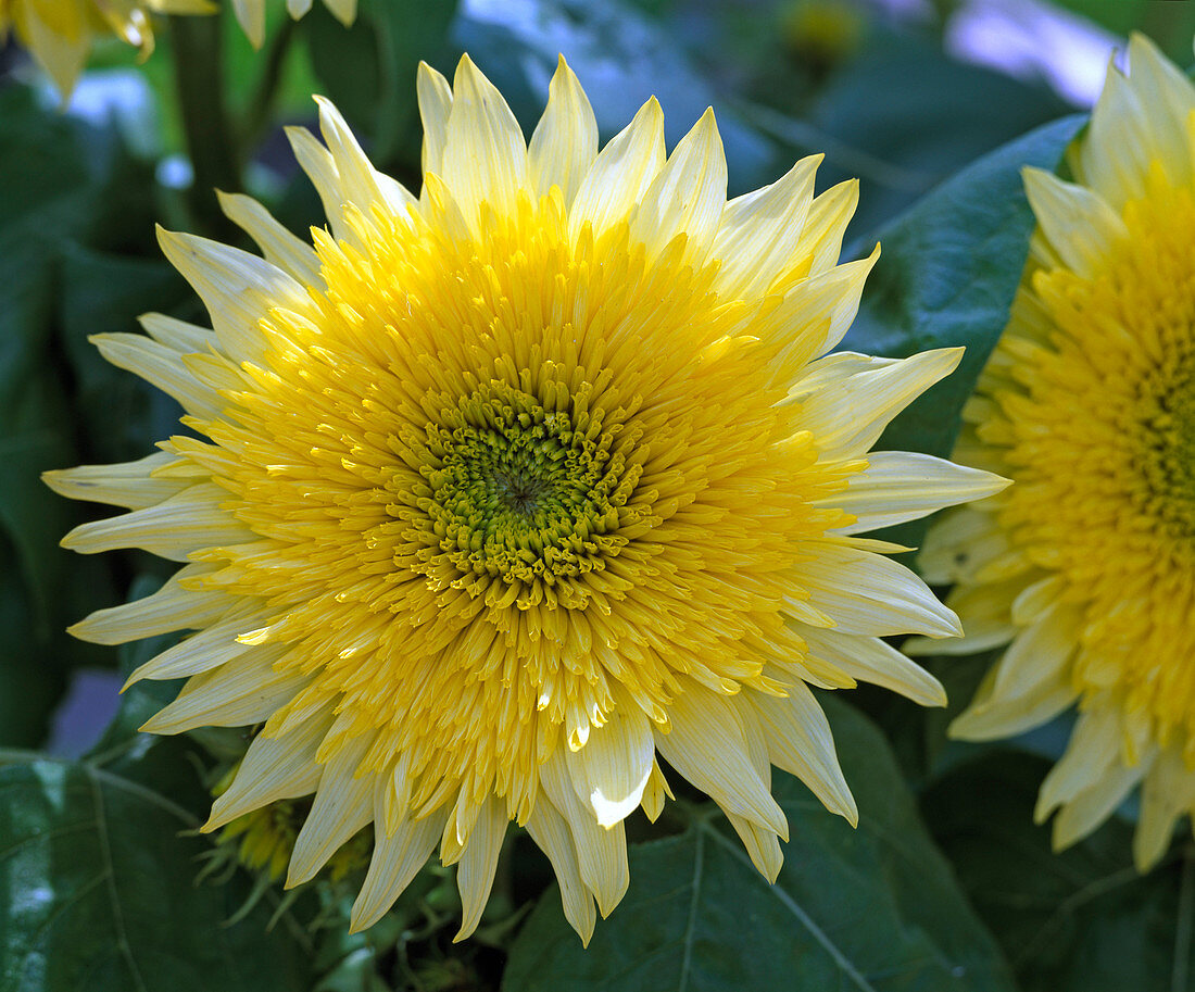 Helianthus annuus Starburst ' Lemon Aura '